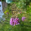 PAPILLON. MACHAON. Sur Verveine du Cap. Jardin. MURIEL GODET